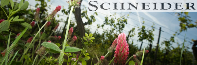 Weingut Schneider